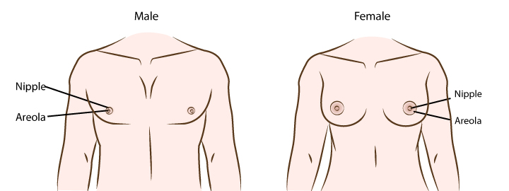 Pictures shown the different of size and position of nipples/ areolas of male and female bodies 