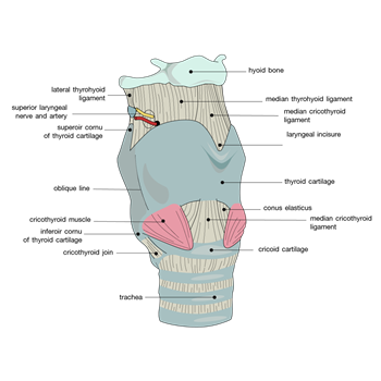  Crico-Thyroid