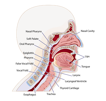 Vocal Tract