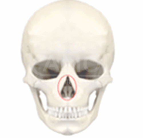 แสดงศัลยกรรมใบหน้าส่วนกลาง (Middle Part)