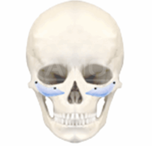 แสดงศัลยกรรมใบหน้าส่วนกลาง (Middle Part)