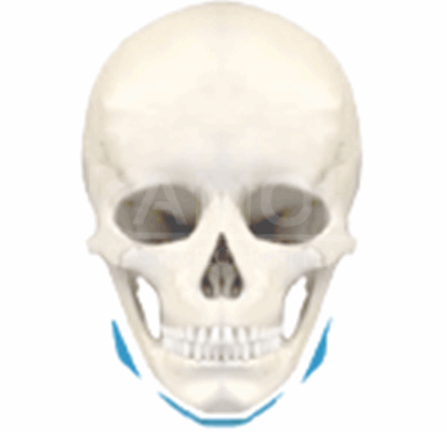 แสดงศัลยกรรมใบหน้าส่วนล่าง (Lower Part)