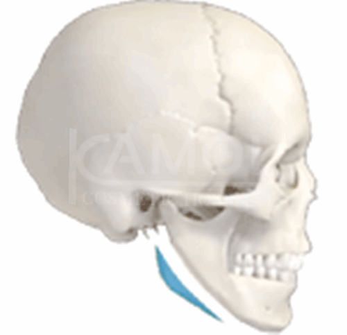 แสดงศัลยกรรมใบหน้าส่วนล่าง (Lower Part)