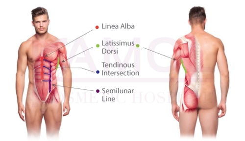 ภาพแสดงตำแหน่งของกล้ามเนื้อที่เกียวข้องกับการทำซิกแพค