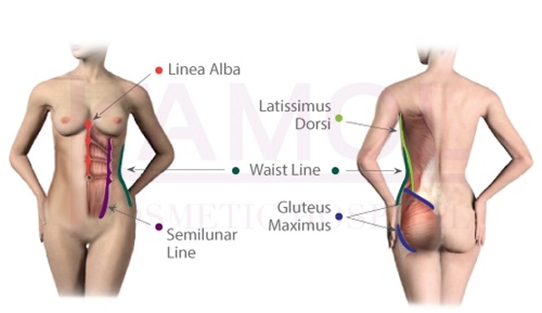 แสดงแนวเส้นกล้ามเนื้อหน้าท้องผู้หญิง (Female six pack)